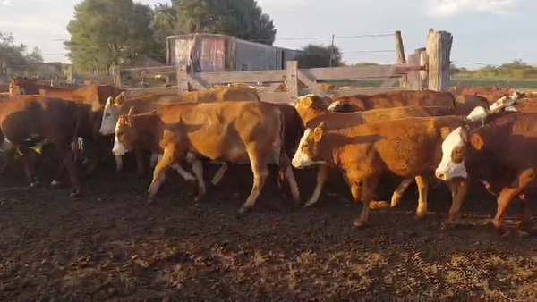 Lote 300 Terneros/as en Corrientes, Mercedes