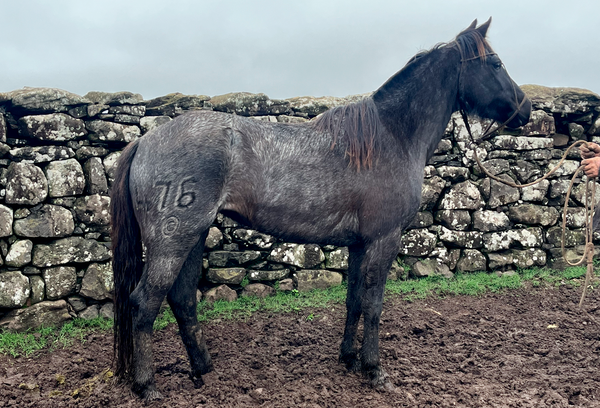 Lote FIGURITA GAITERA