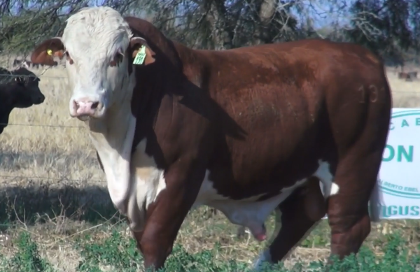 Lote TOROS(CORRAL 22)BRAFORD "CABAÑA DON TOTO"