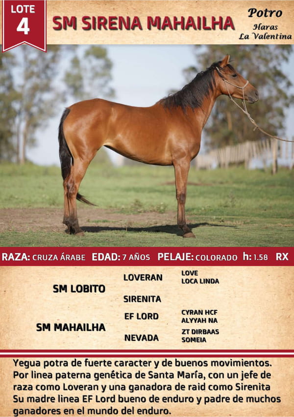 Lote SM SIRENA MAHAILHA