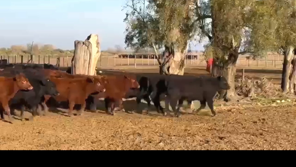 Lote 70 terneras