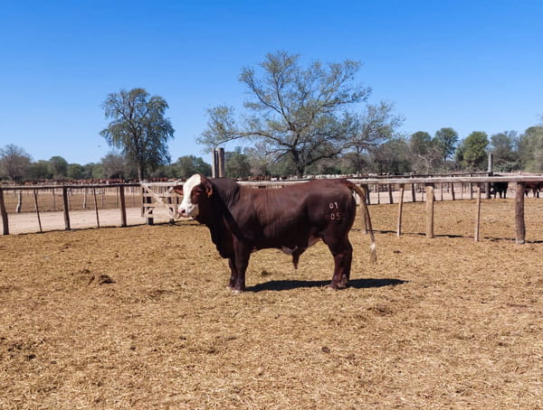 Lote LOTE 59