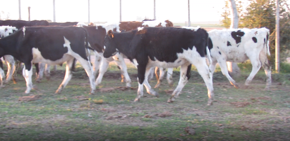 Lote 12 Terneros en Colonia