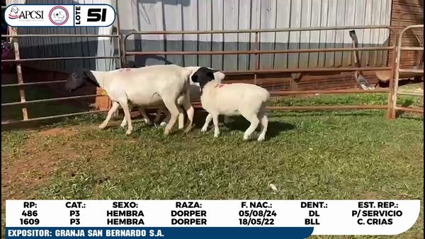 Lote LOTE 51