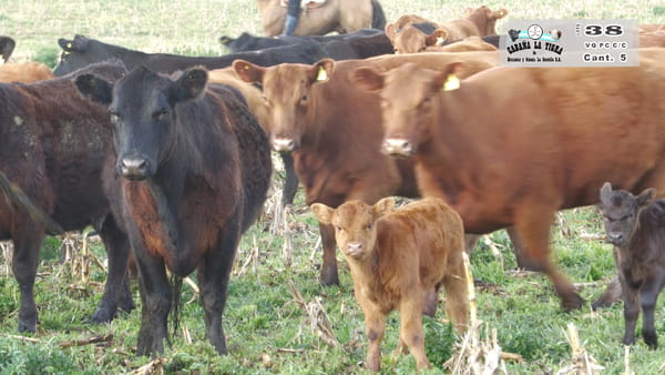 Lote VAQUILLONAS PC COLORADAS PARIDAS