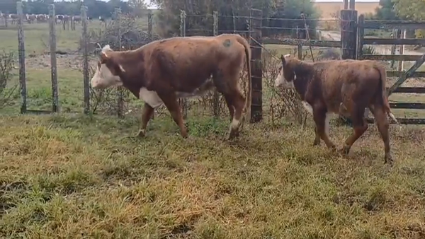Lote (Vendido)2 Piezas de cría Polled Hereford en Nueva Helvecia