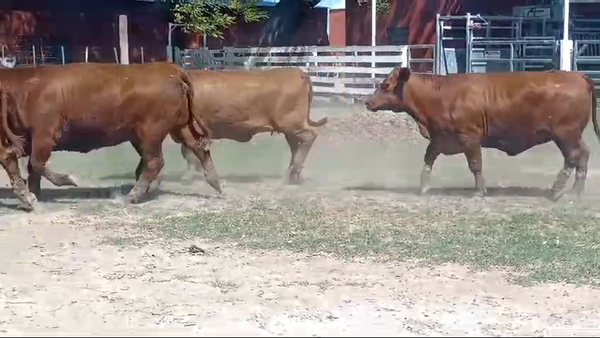 Lote 20 Vaquillonas P/ entorar