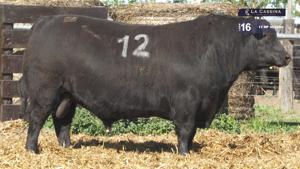 12 40160N — TOROS ANGUS PURO CONTROLADO