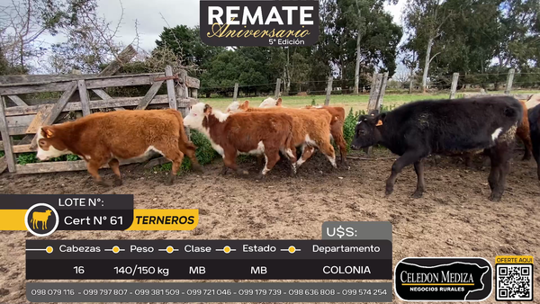 Lote 16 Terneros  A 15 km de Nueva Helvecia , Colonia