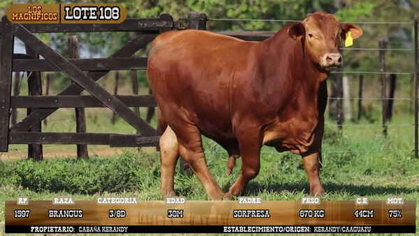 Lote LOTE 108