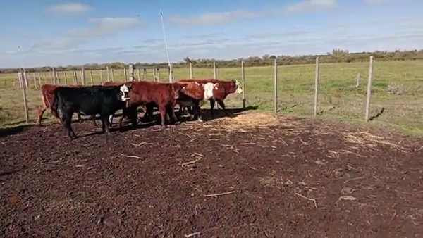 Lote 10 Terneras angus y cruza 150kg -  en camino de la costa