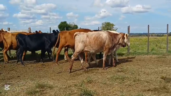Lote VACAS DE INVERNADA