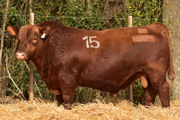 40094 — TOROS ANGUS PC