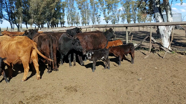 Lote 16 Vaquillonas C/ cria en Bahía Blanca, Buenos Aires