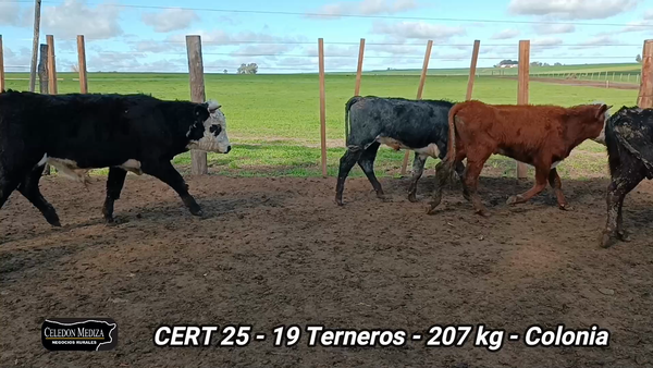 Lote 19 Terneros en La Horqueta, Colonia