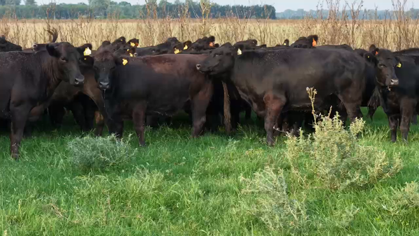 Lote 50 Vaquillonas C/ gtia de preñez