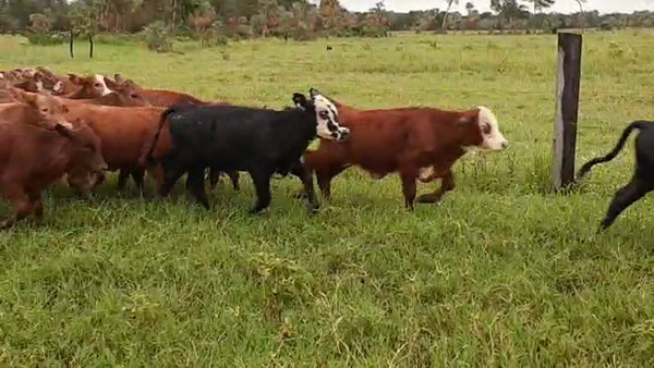 Lote 120 Terneros/as en Clorinda, Formosa