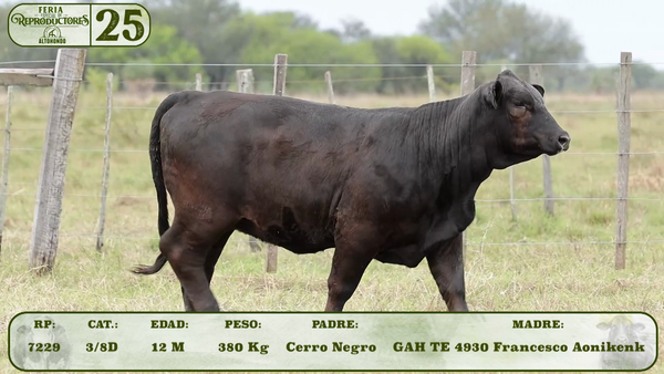 Lote LOTE 25