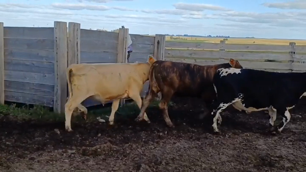 Lote (Vendido)10 Terneros HE/ SE - NO/ SE - AA 220kg -  en RUTA 23