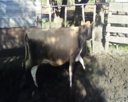 Lote Vaquillonas 1 a 2 años JERSEY en SAUCE CHICO