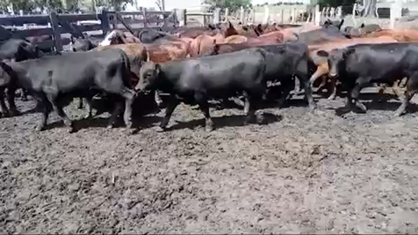 Lote 75 Terneros/as en Villaguay, Entre Ríos