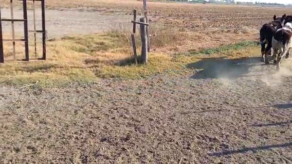 Lote 14 Terneros/as Holando Argentino en Porteña, Córdoba