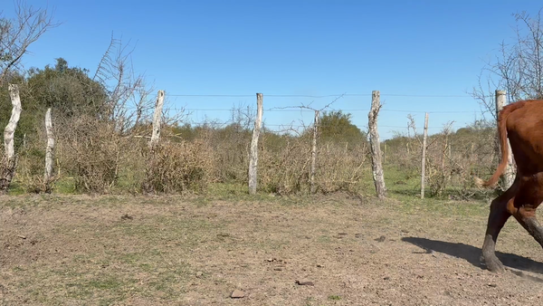 Lote 32 Vacas faena en Corrientes, Mercedes