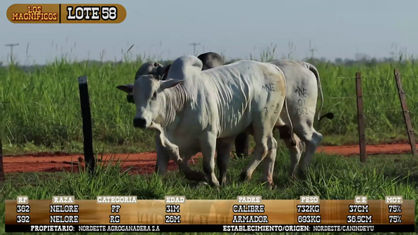 Lote LOTE 58