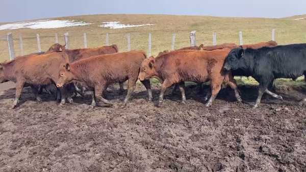 Lote 44 Ternero en Coyhaique, XI Región Aysén