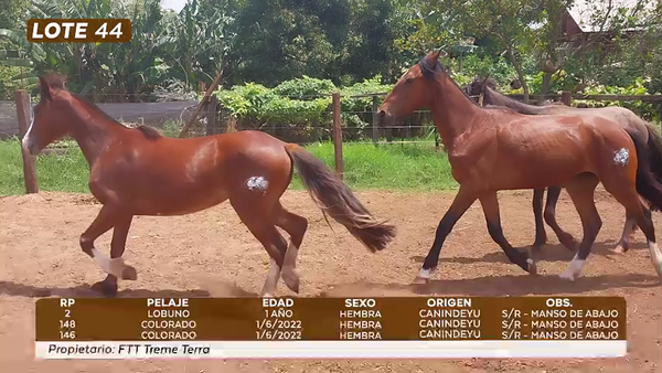 Lote LOTE 44