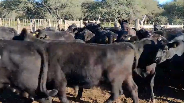 Lote 50 Vacas Vacías