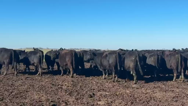 Lote 51 Vacas usadas preñadas