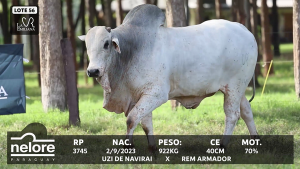 Lote LOTE 56