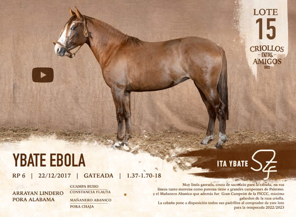 Lote YBATE EBOLA RP 6