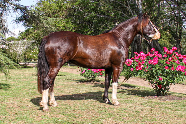 Lote RP  1276 - QUELEN PUNTA NEGRA