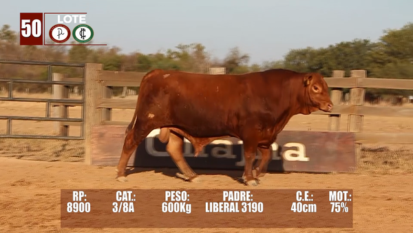 Lote Lote 50