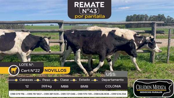 Lote 12 Novillos en Otra Localidad, Colonia