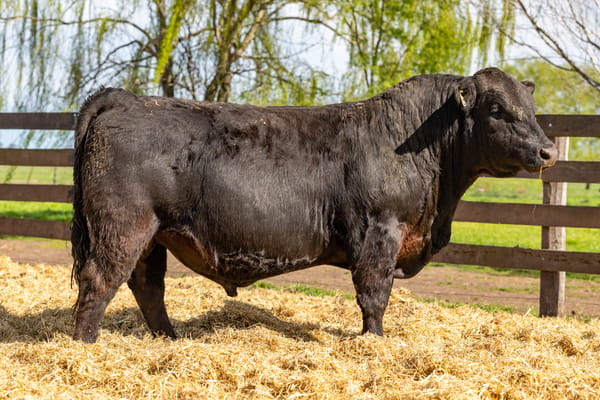 Lote Toro PC