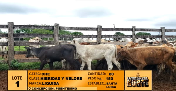 Lote Lote 1