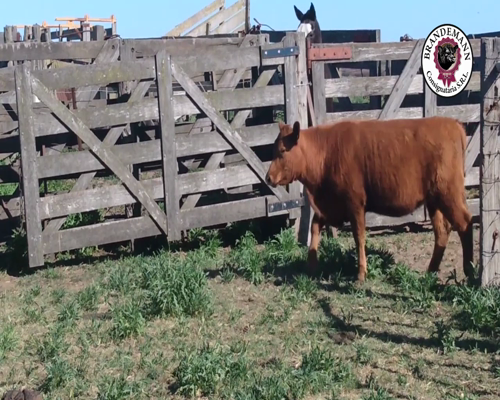 Lote 54 Terneras y 4 Terneros de 235 Kg