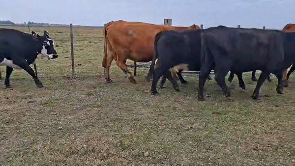 Lote VACAS PREÑADAS