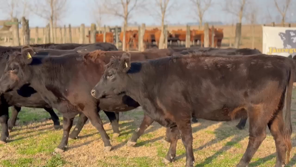 Lote 10 Vacas C/ gtia de preñez