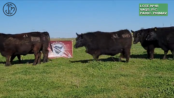 Lote """Establecimiento Juancito"" de Juan Carlos Mayoral VAQUILLONAS P.C. - PREÑADAS - PARICION PRIMAVERA"