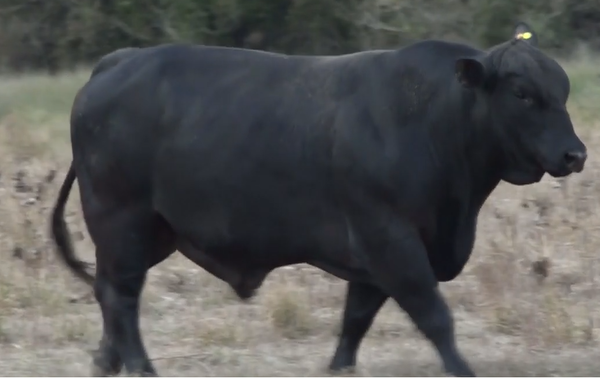 Lote TOROS(CORRAL 15)BRANGUS "CABAÑA DON CARLIN"