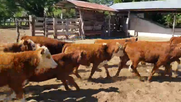 Lote 120 Terneros en San Roque, Corrientes