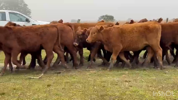 Lote 70 Terneras en Corrientes, Mercedes