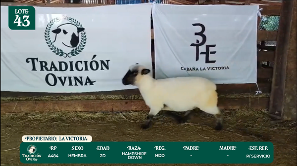 Lote LOTE 43