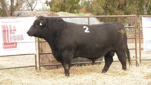 Lote TOROS ANGUS NEGROS  PC