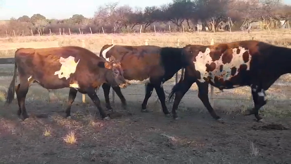 Lote (Vendido)4 Novillos NORMANDO/ JERSEY 355kg -  en POLANCOS