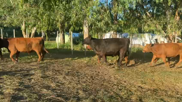 Lote NOVILLOS Y VAQUILLONAS 1a2 AÑOS